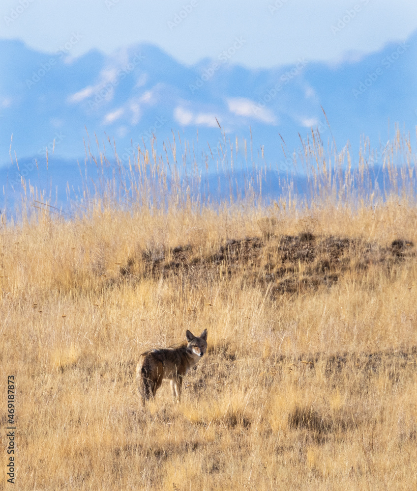 Coyote on the Hunt