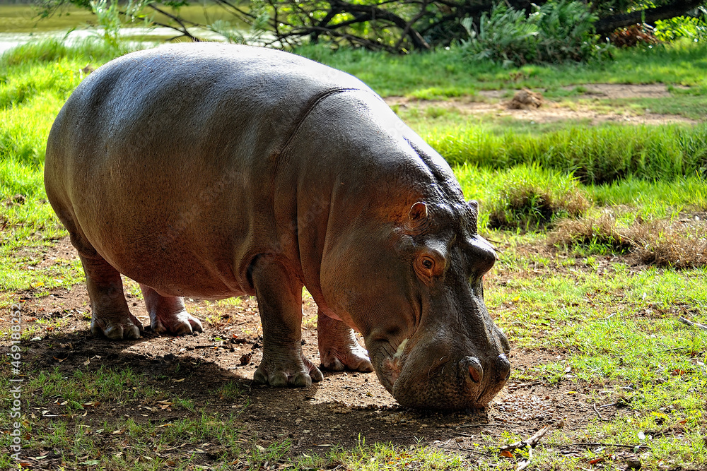 A picture of some hippopotamus A picture of some hippopotamus