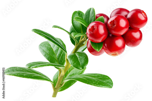 cranberry, cowberry, lingonberry, isolated on white background, clipping path, full depth of field photo