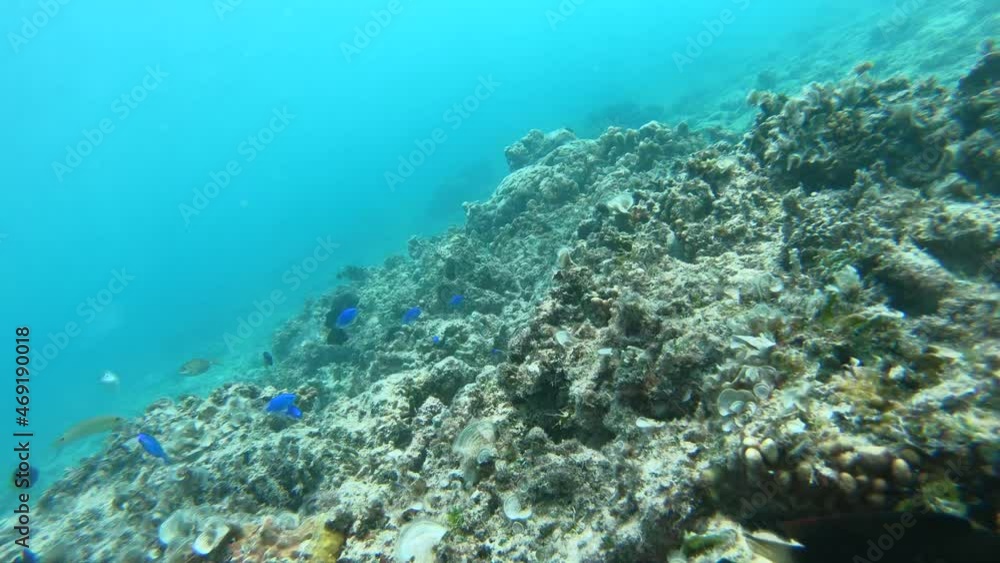沖縄県阿嘉島の海の中にいる多くの熱帯魚 沖縄県阿嘉島の海の中にいる多くの熱帯魚