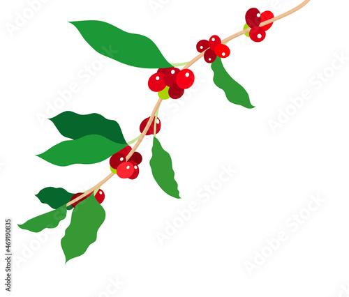 Arabica coffee branch. Vector illustration on white background. Simple, laconic illustration. It will be perfect as an addition to your design. EPS10.