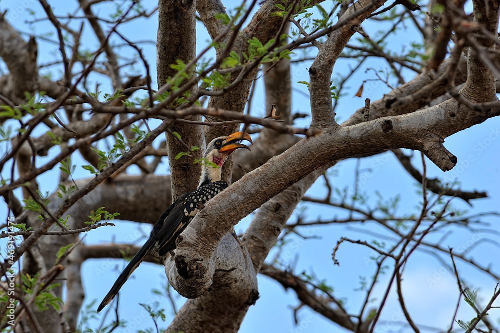 A picture of a Jackson's Hornbill A picture of a Jackson's Hornbill
