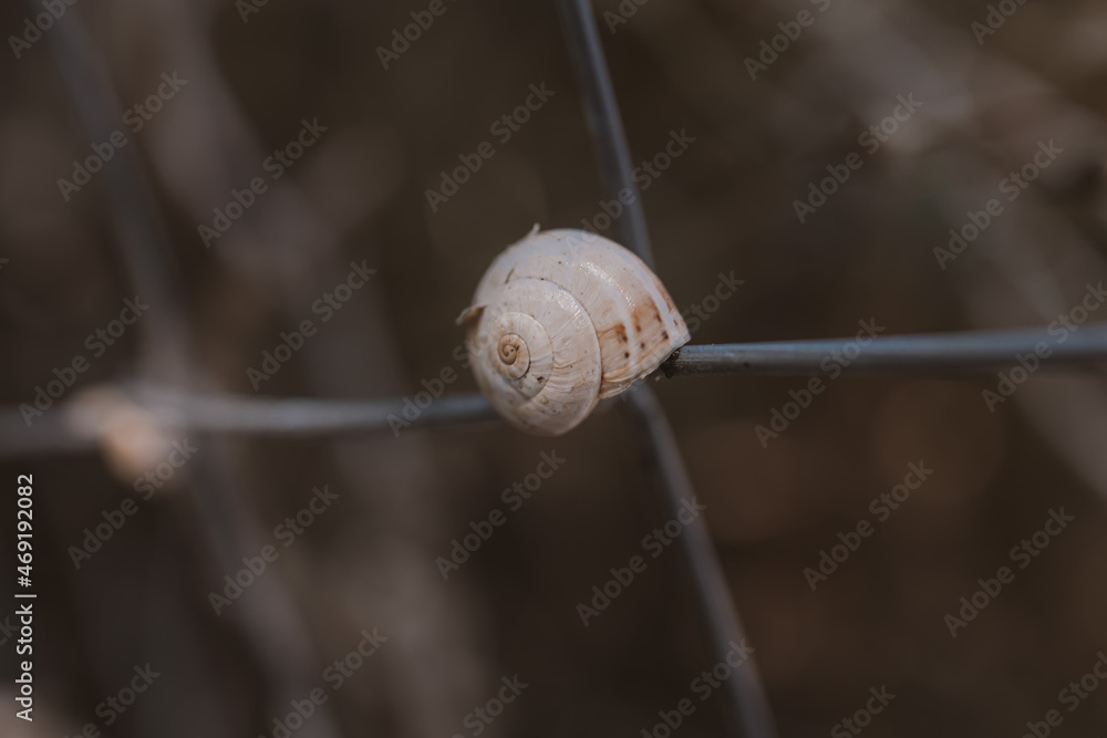 little snail shell in close-up on a brown background little snail shell in close-up on a brown background