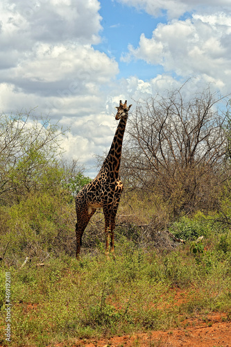 A picture of a giraffe