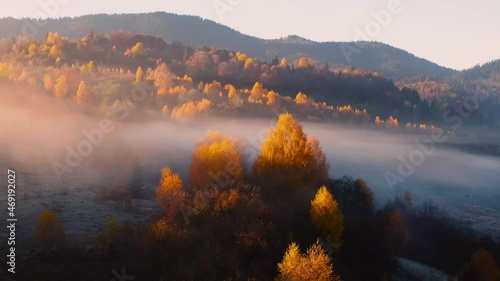 Aerial view of mountain forest in low clouds at sunrise in autumn. Hills with red and orange trees in fog in fall. View from above of mountain, foggy forest. Aerial drone view flight over woods