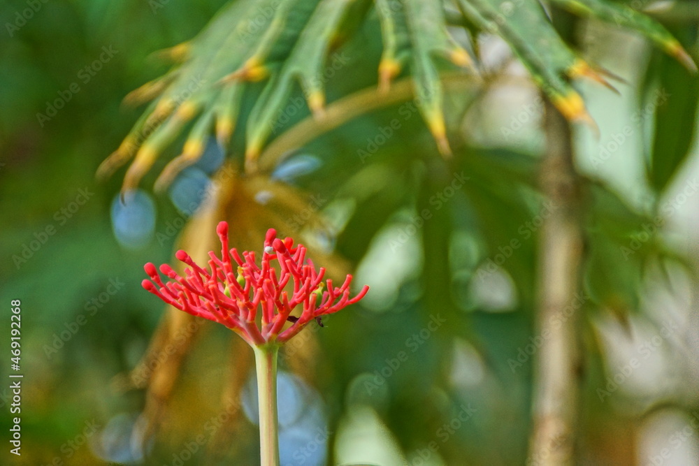 red exotic flowers on green background in garden close-up red exotic flowers on green background in garden close-up