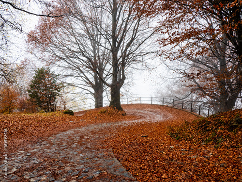 Road in a woodland of the Italian alps in autumn photo