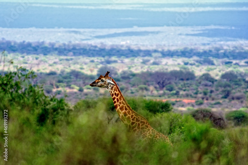 A picture of a giraffe © ScubaDiver