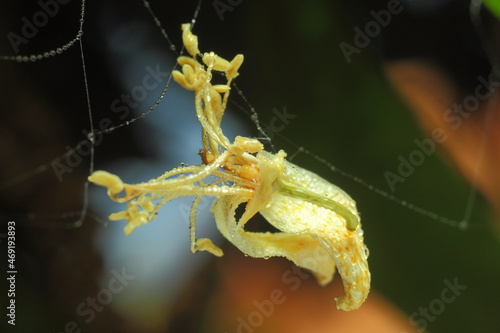 flor de limon seca colgando sobre una red de araña