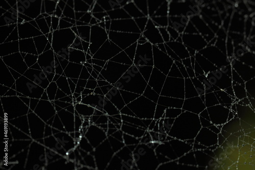red de araña humeda con rocio