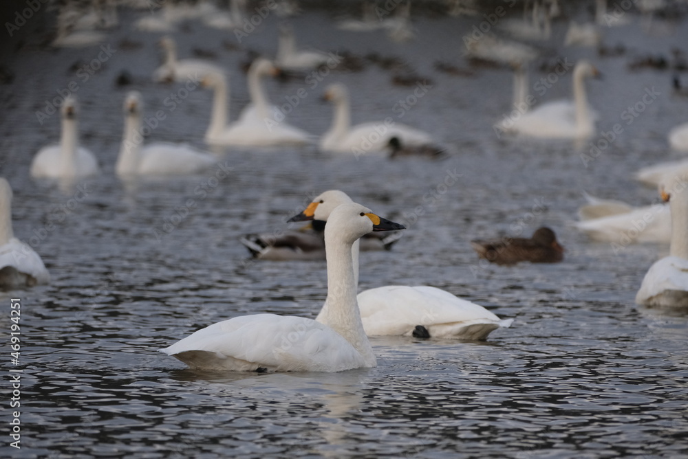 Swans, 14/11/2021 Swans, 14/11/2021