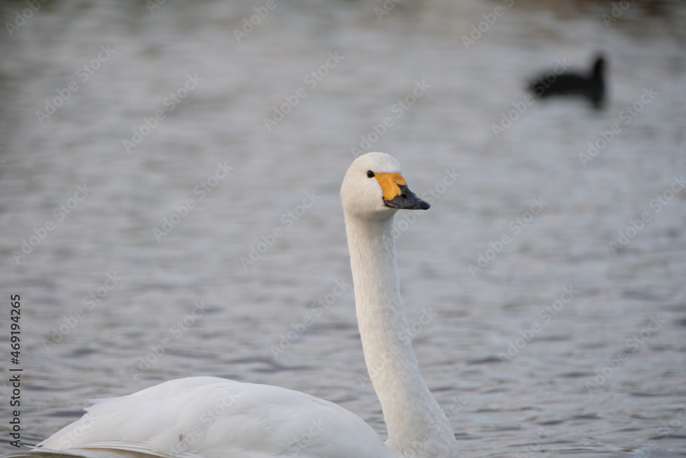 Swans, 14/11/2021