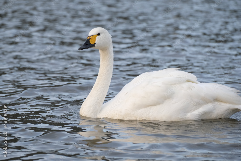 Swans, 14/11/2021