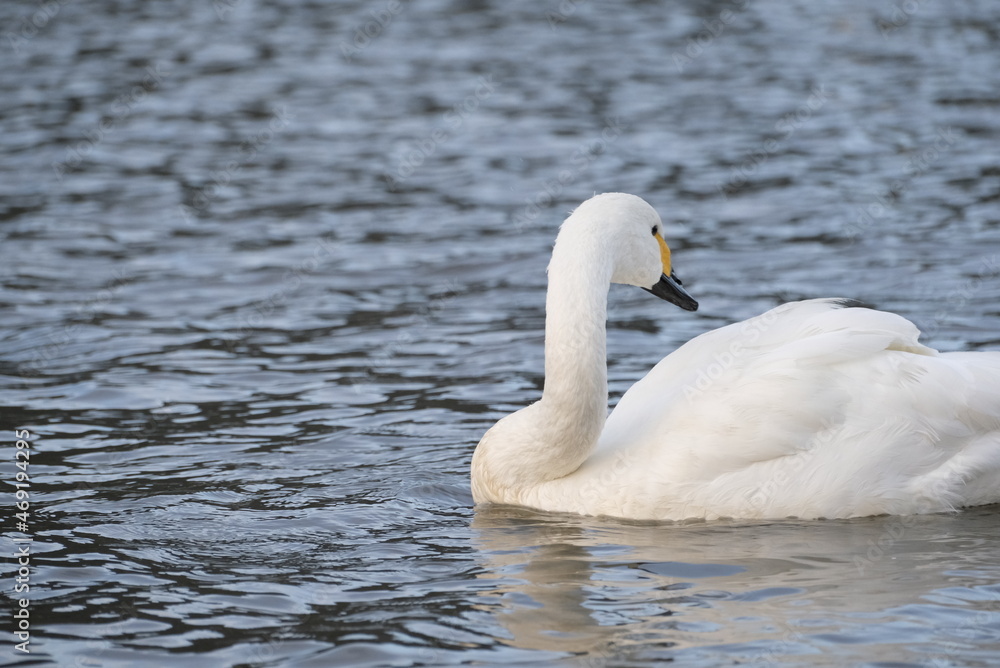 Swans, 14/11/2021 Swans, 14/11/2021