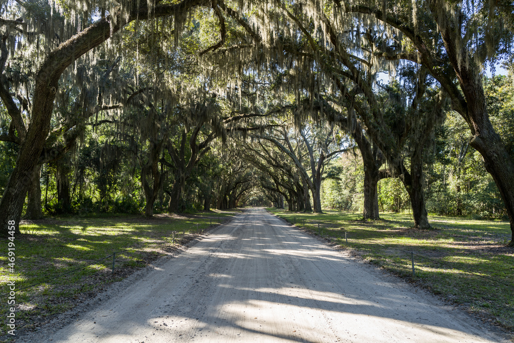 treelined empty dirt road