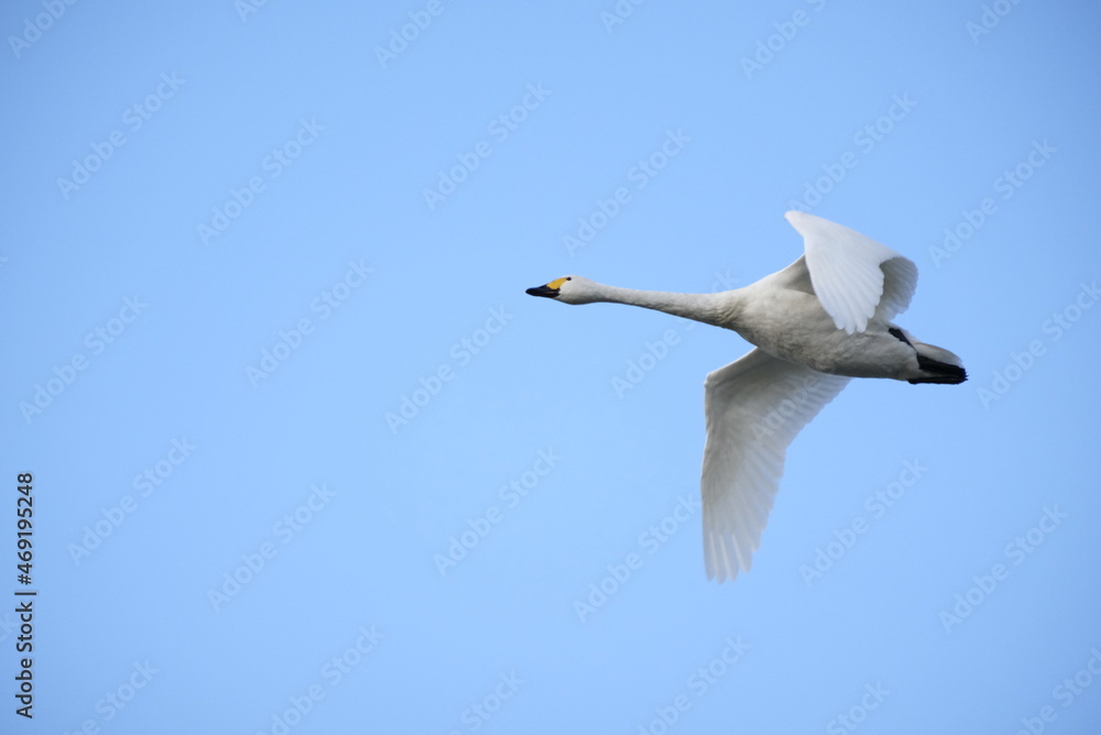 Fototapeta premium Swans, 14/11/2021B