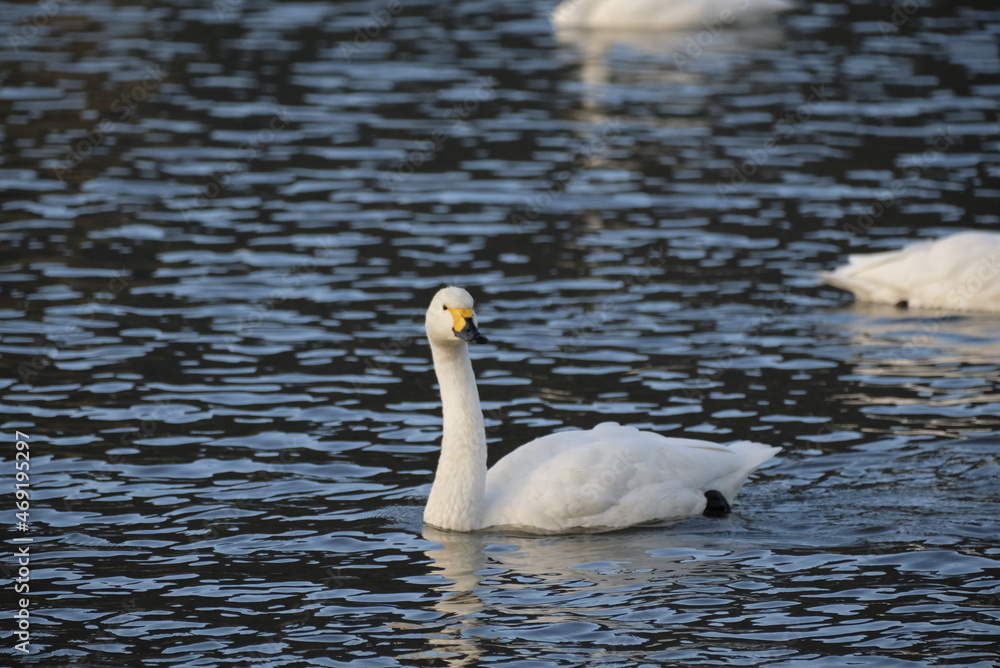 Swans, 14/11/2021B