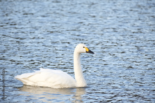 Swans, 14/11/2021B