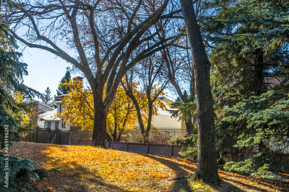 Fall landscape with alm tree leaves lightened with sun inext to the city dwelling house behind the fence