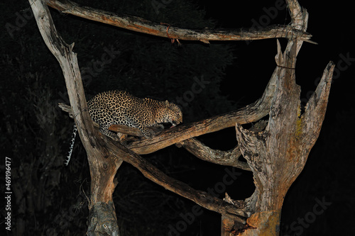 A leopard while is eating