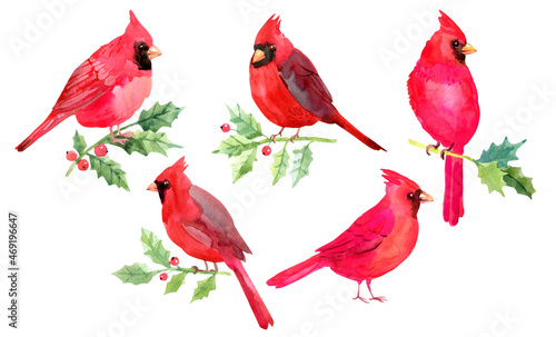 Foto Red cardinal birds and green holly branches