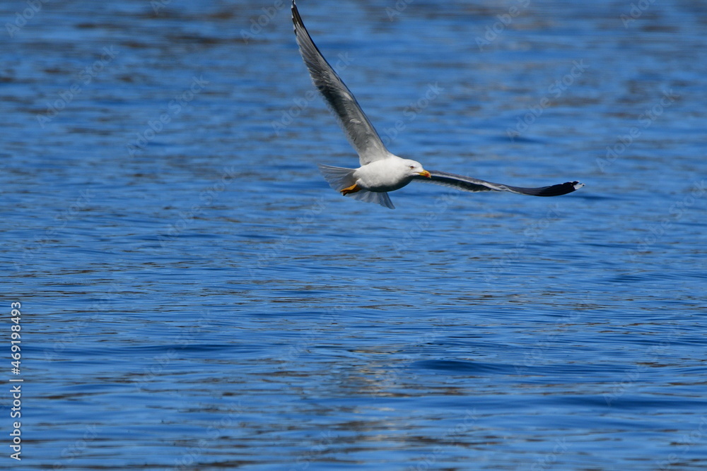 GAVIOTA PATIAMARILLA GAVIOTA PATIAMARILLA