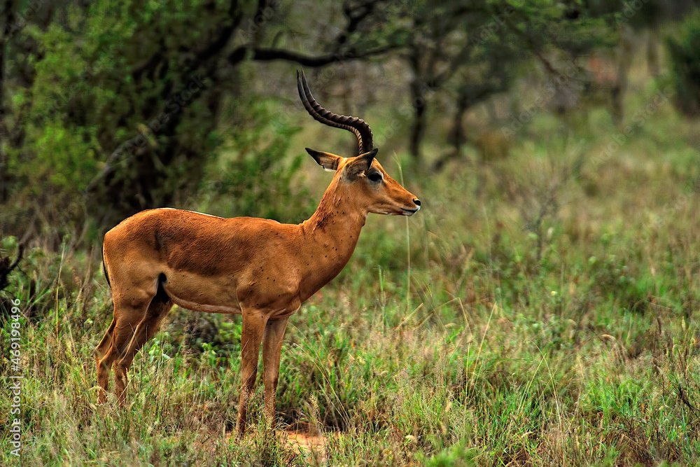 A picture of a gazelle A picture of a gazelle