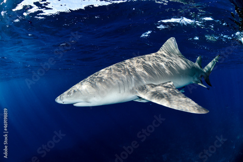 Lemon Shark in the Bahamas