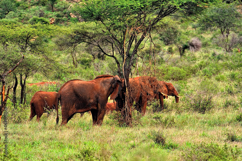 A picture of some elephants