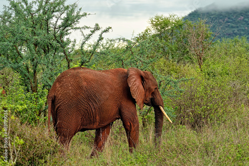 A picture of some elephants