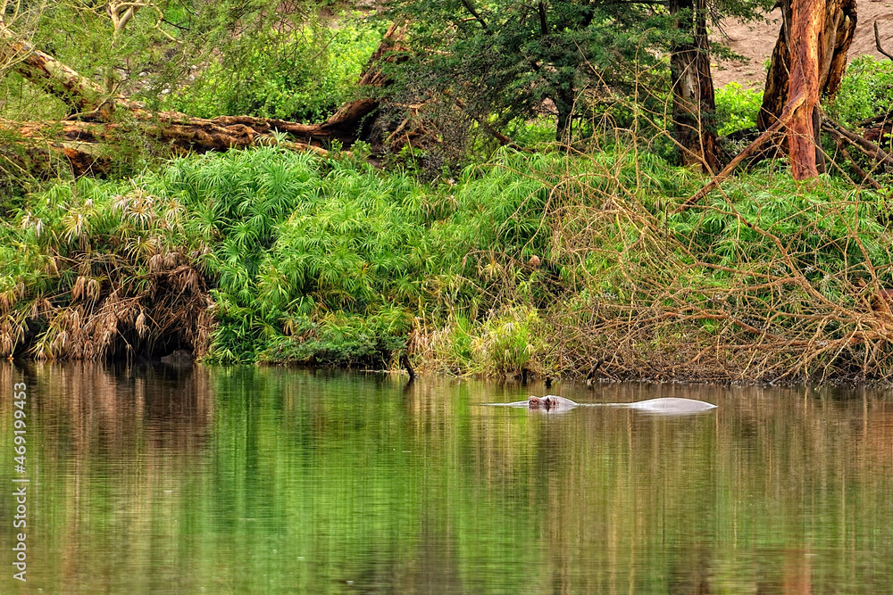A picture of some hippopotamus A picture of some hippopotamus