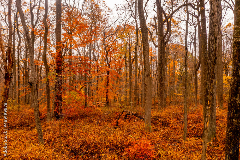 Fototapeta premium view of a forest