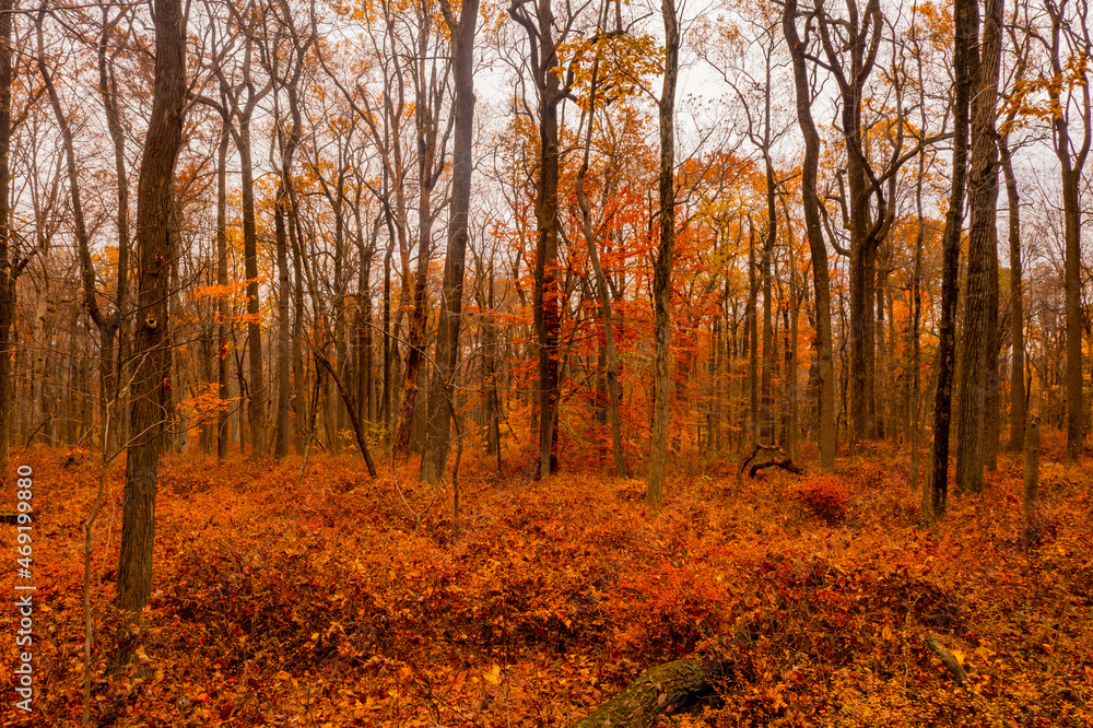 Fototapeta premium view of a forest