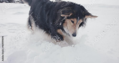 Dog fun playing digging searching a ball covered in fresh winter snow