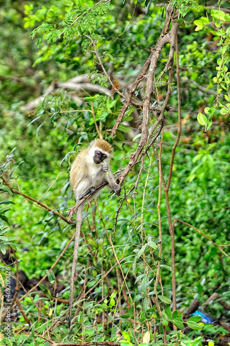 A little monkey in the leaves