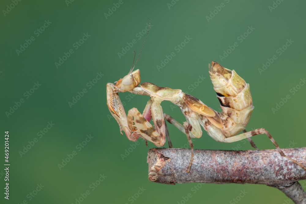 Fototapeta premium Macro image of A praying mantis (Creobroter gemmatus) with a nature green background