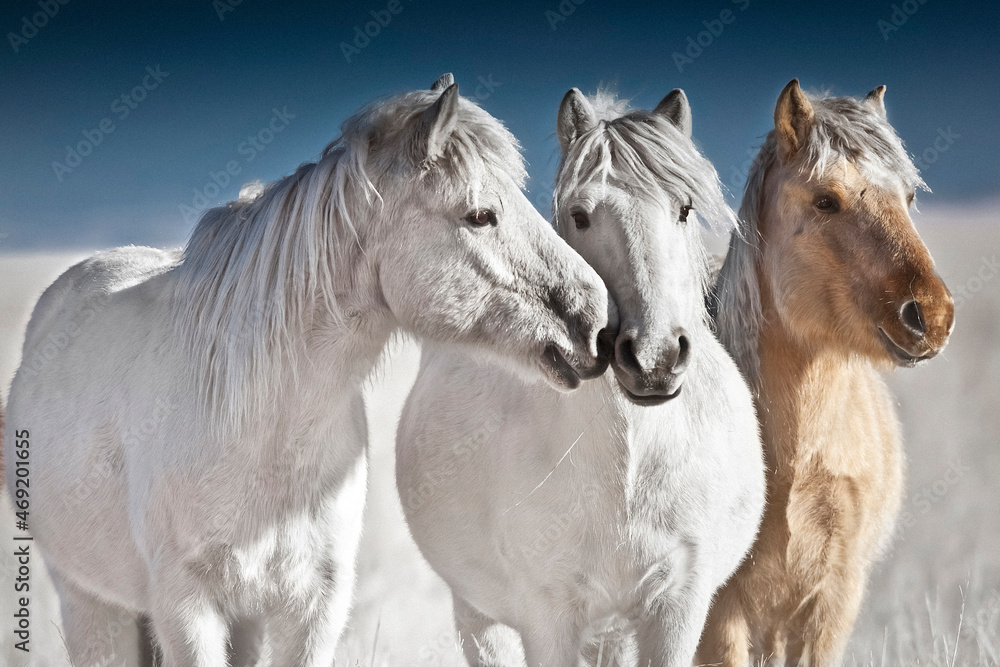 Fototapeta premium Mongolian horse