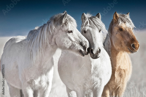 Mongolian horse © Angarag