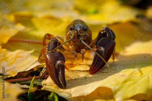 Crayfish in autumn. Portrait of signal crayfish, Pacifastacus leniusculus, in colorful leaves showing claws. North American crayfish, invasive species in Europe, Japan, California. Freshwater crayfish © Vaclav