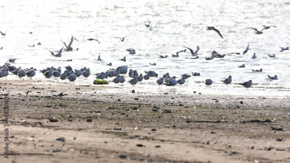 Seagulls On The Seashore At Daytime - wide shot Seagulls On The Seashore At Daytime - wide shot