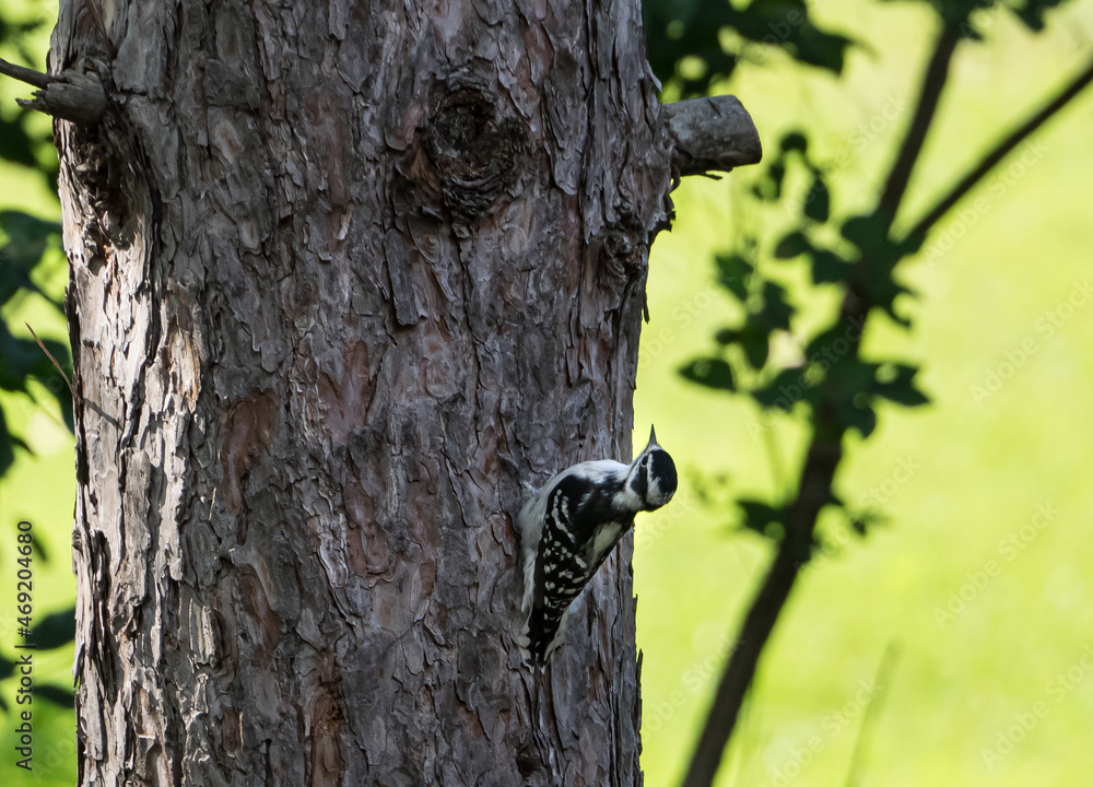 Downy Woodpecker on tree  with bright green background 