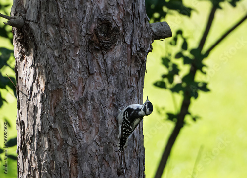 Downy Woodpecker on tree  with bright green background 