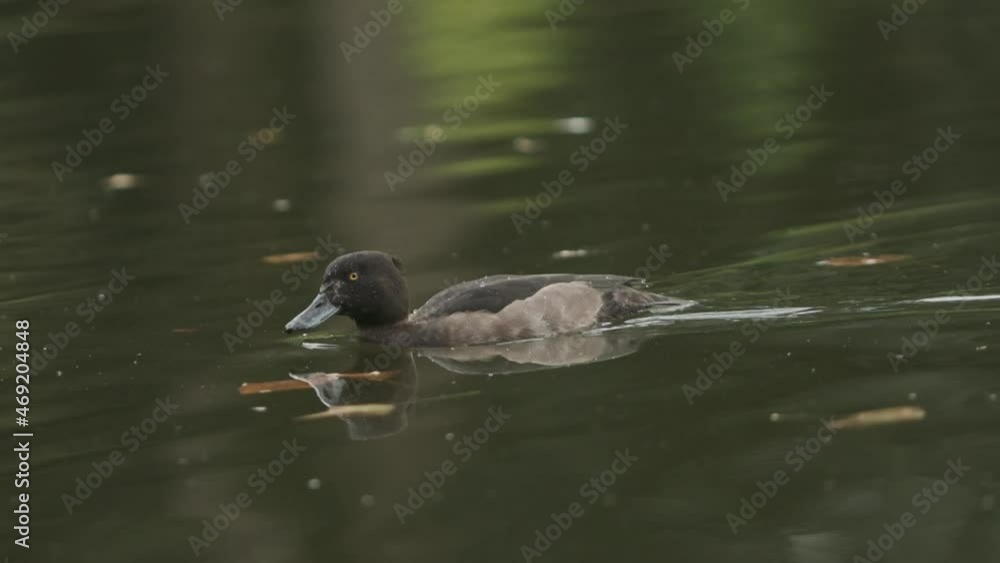 Black tufted duck diving for food slow motion Black tufted duck diving for food slow motion