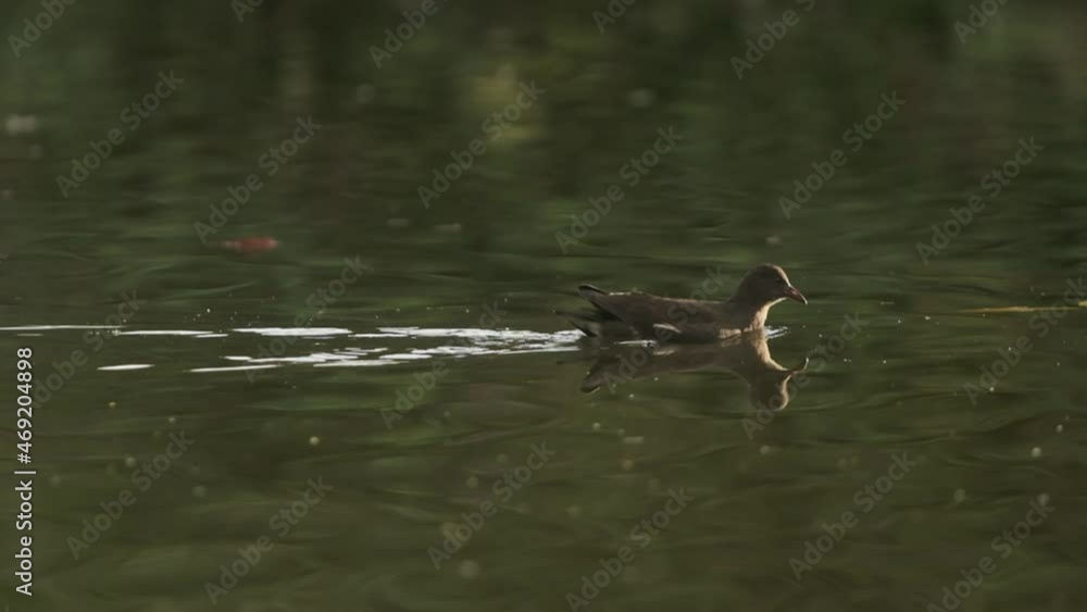 Female moorhen swimming on a calm lake slow motion Female moorhen swimming on a calm lake slow motion