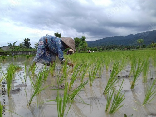 Planting rice in paddy fields, in Senteluk Village, Batu Layar, West Lombok, Lombok, Indonesia photo