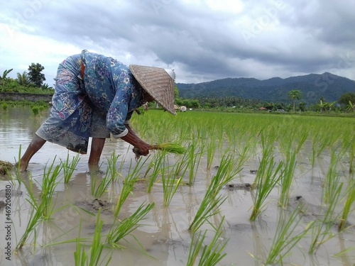 Planting rice in paddy fields, in Senteluk Village, Batu Layar, West Lombok, Lombok, Indonesia photo