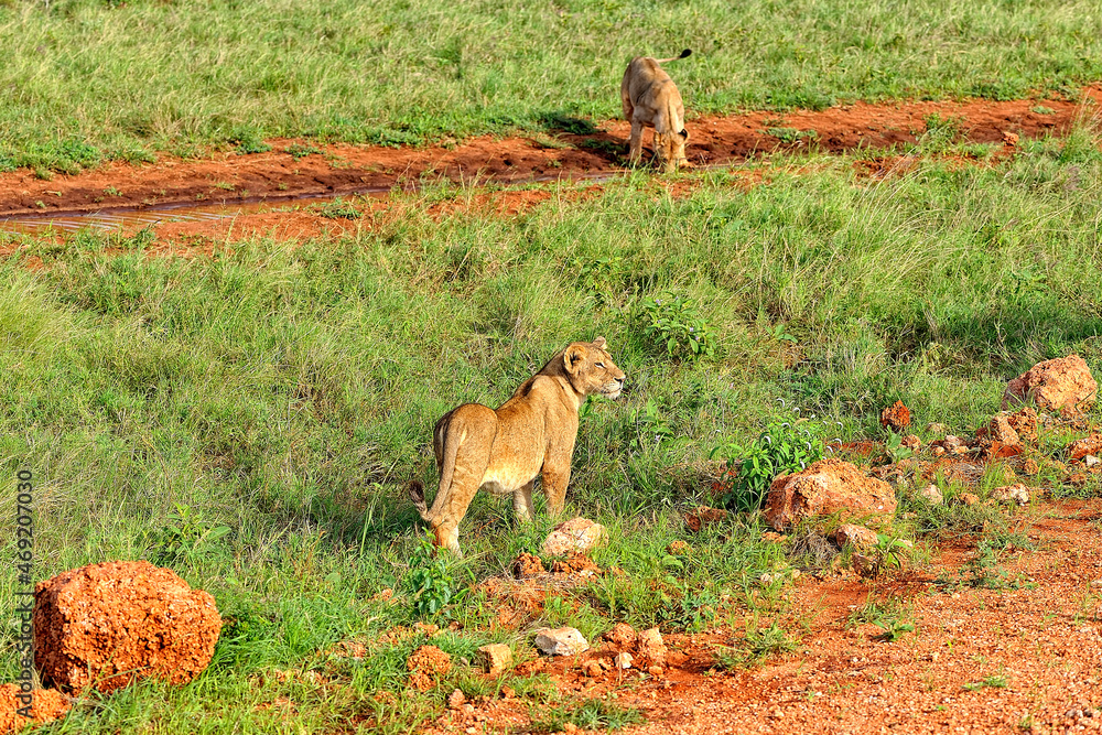 Naklejka premium A picture of some lions
