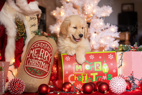 Tiny golden retriever puppy dog under the Christmas tree as a suprise present. He is surrounded by gifts, decoations and holiday lights.  photo