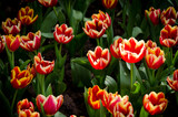 Red tulips flowers in the fresh garden background