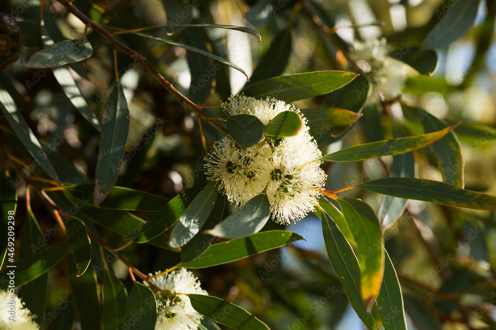 Fototapeta premium Closeup of white blooming of eucalyptus tree in sunny spring time..